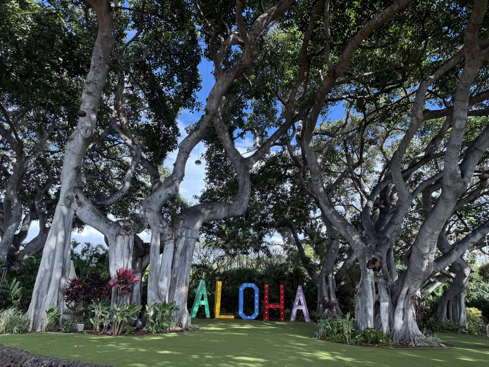 Banyan grove with ALOHA letters at Wailea Beach Resort